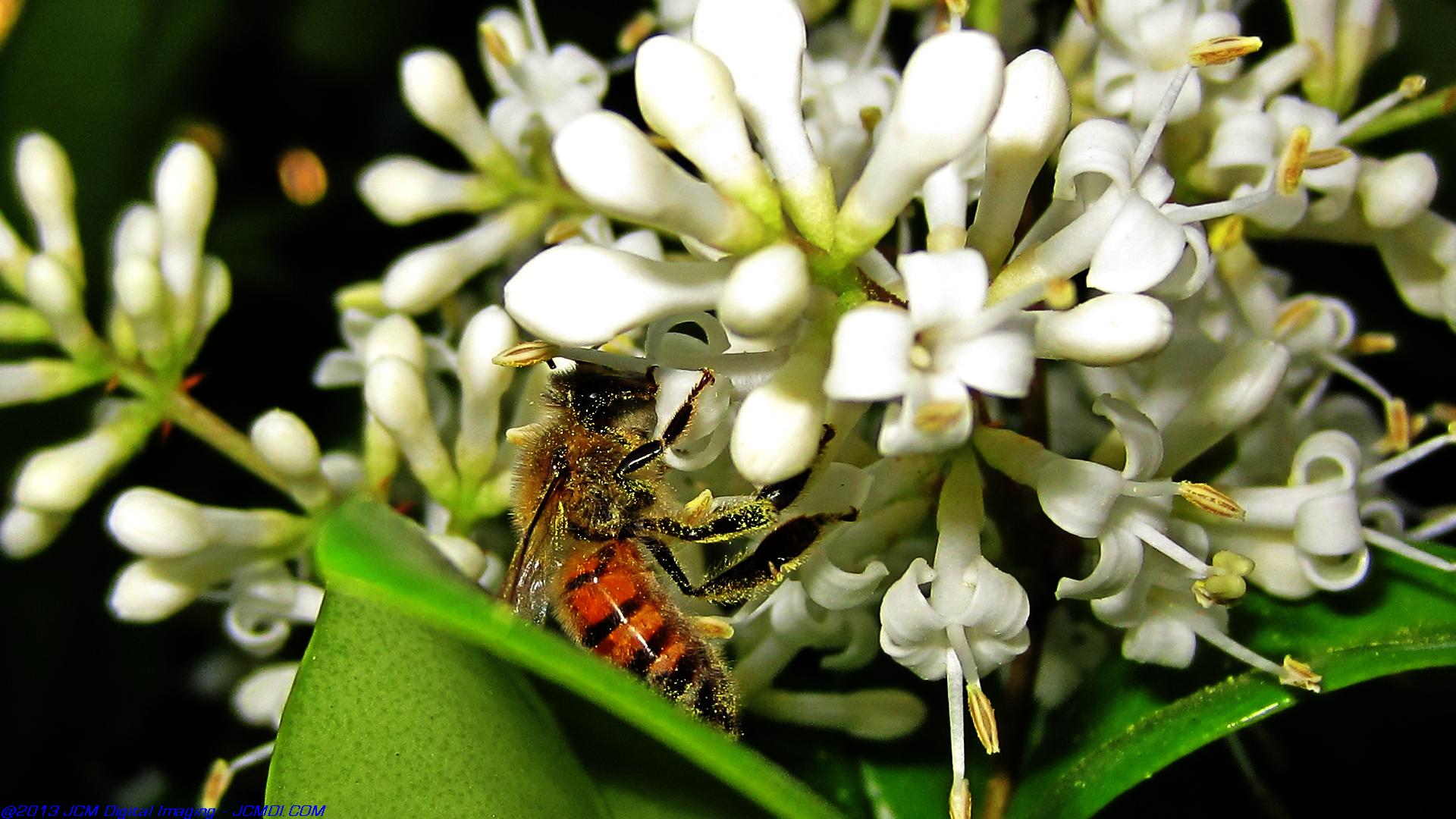 Honeybees on white flowers 